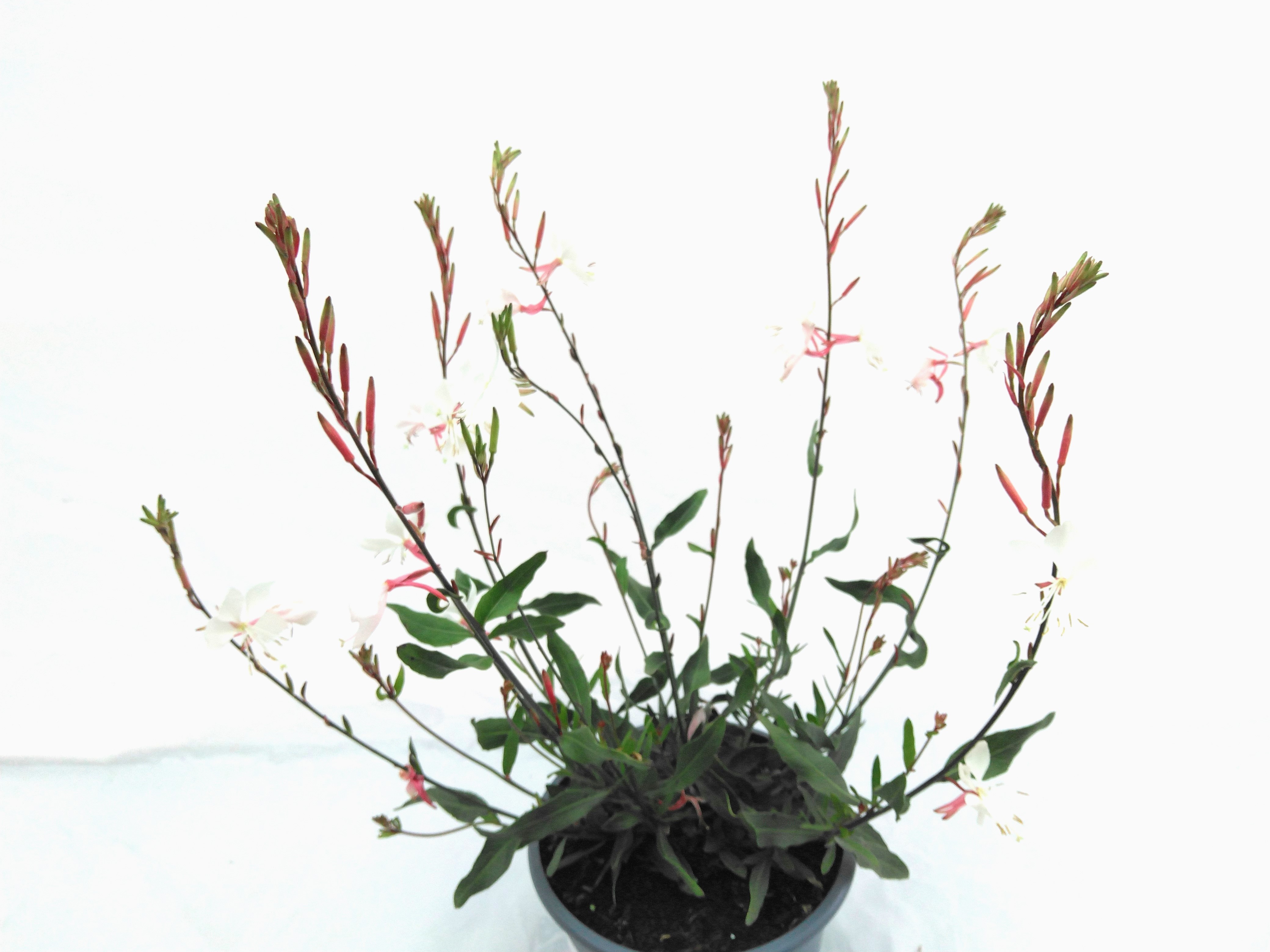 Gaura lindheimeri wit - blanc Gaura lindheimeri wit - blanc