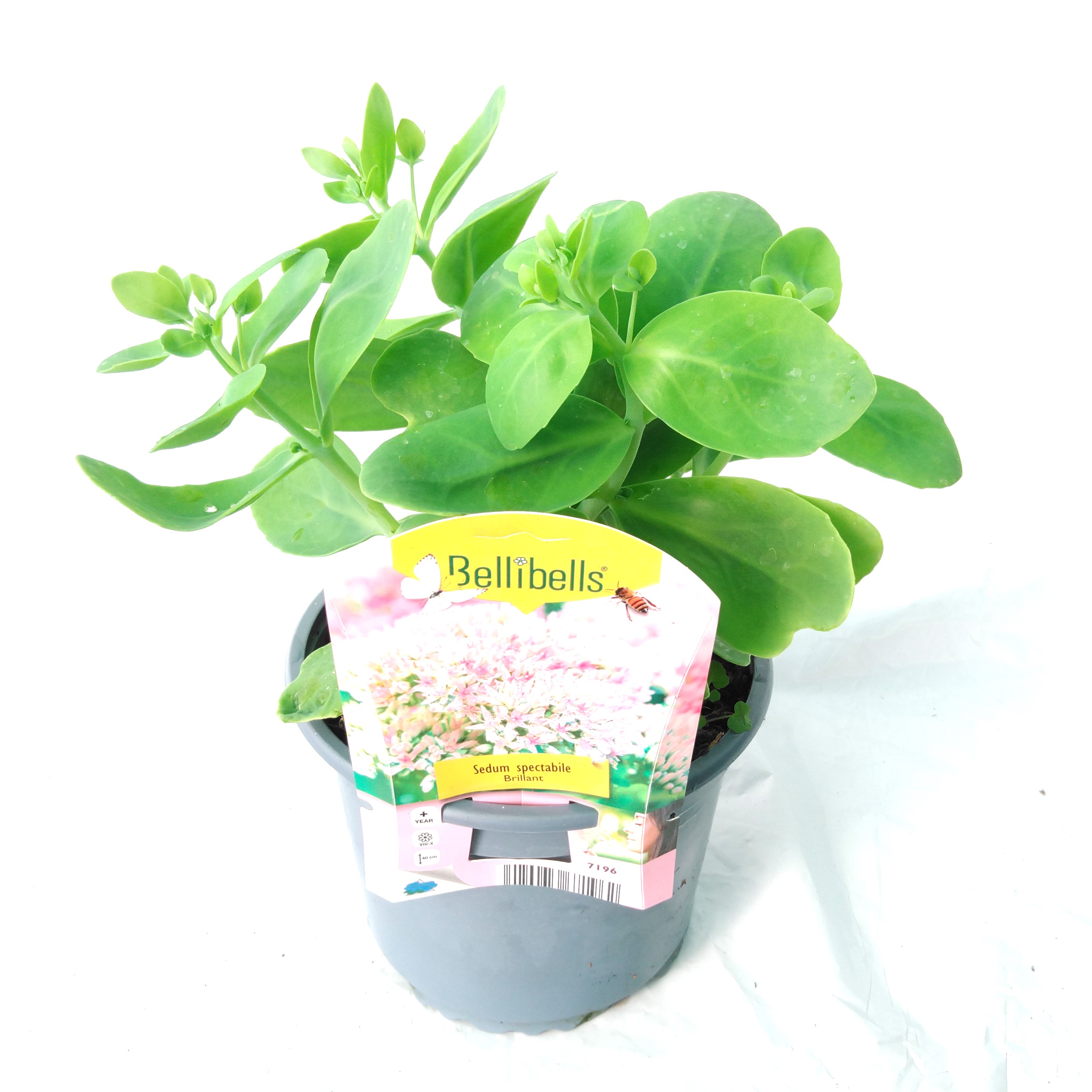 Sedum spectabile Brilliant