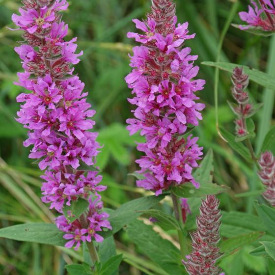 Lythrum salicaria Lythrum salicaria