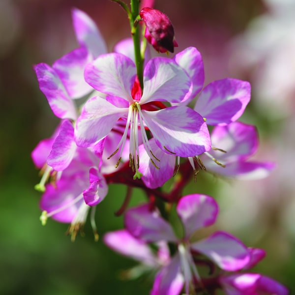 Gaura lindheimeri Rosy Jane