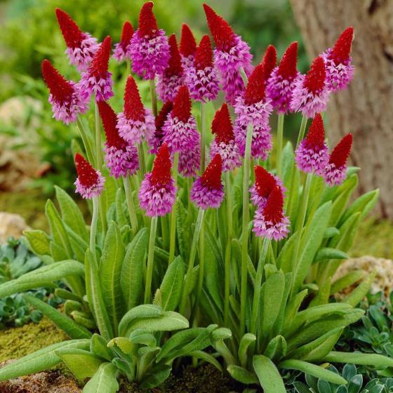 Primula vialli Red Hot Poker