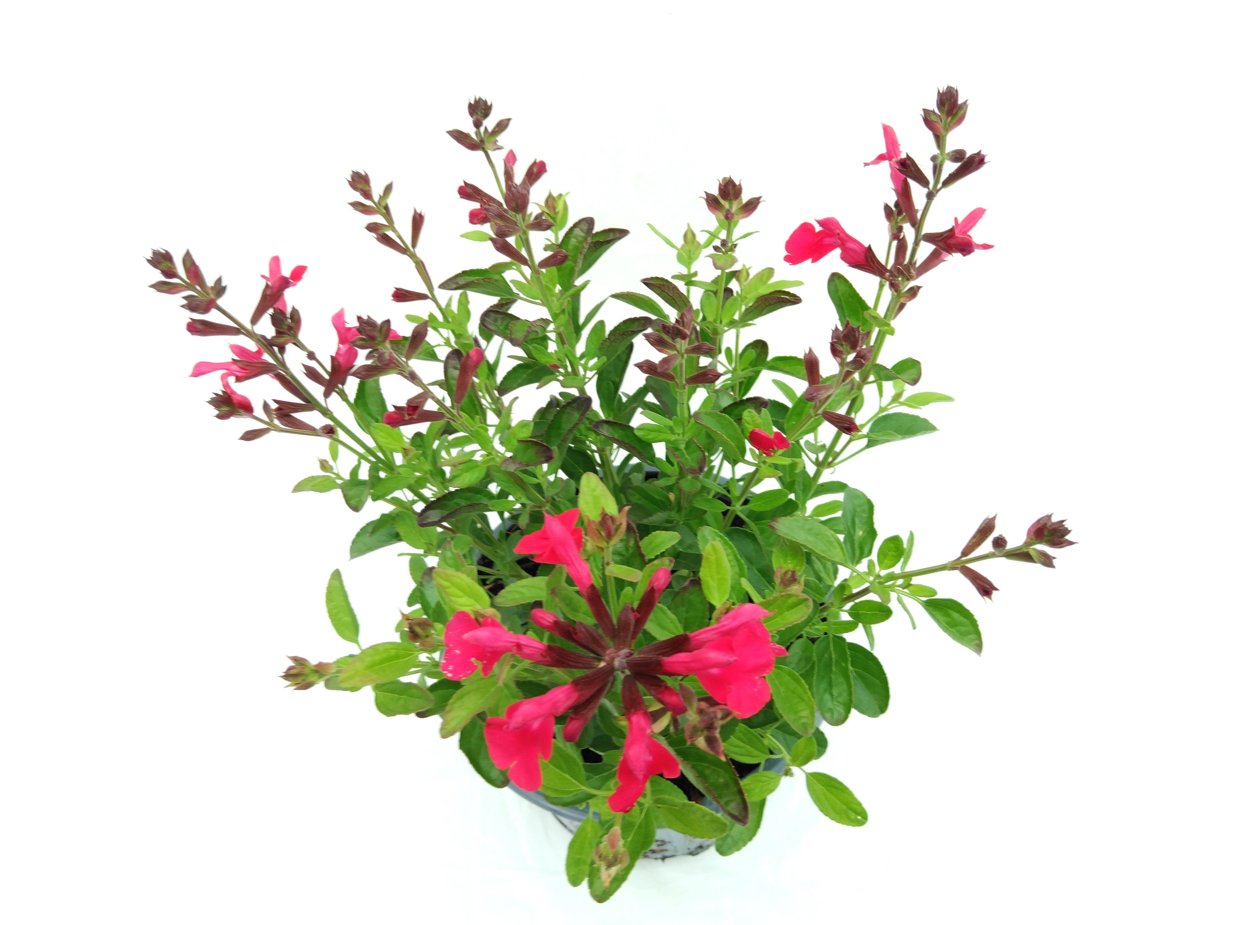 Salvia microphylla Rose