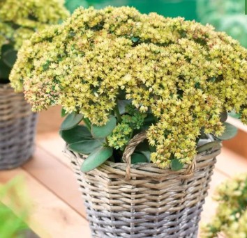 Sedum telephium Seduction Yellow Delicat Sedum telephium Seduction Yellow Delicat