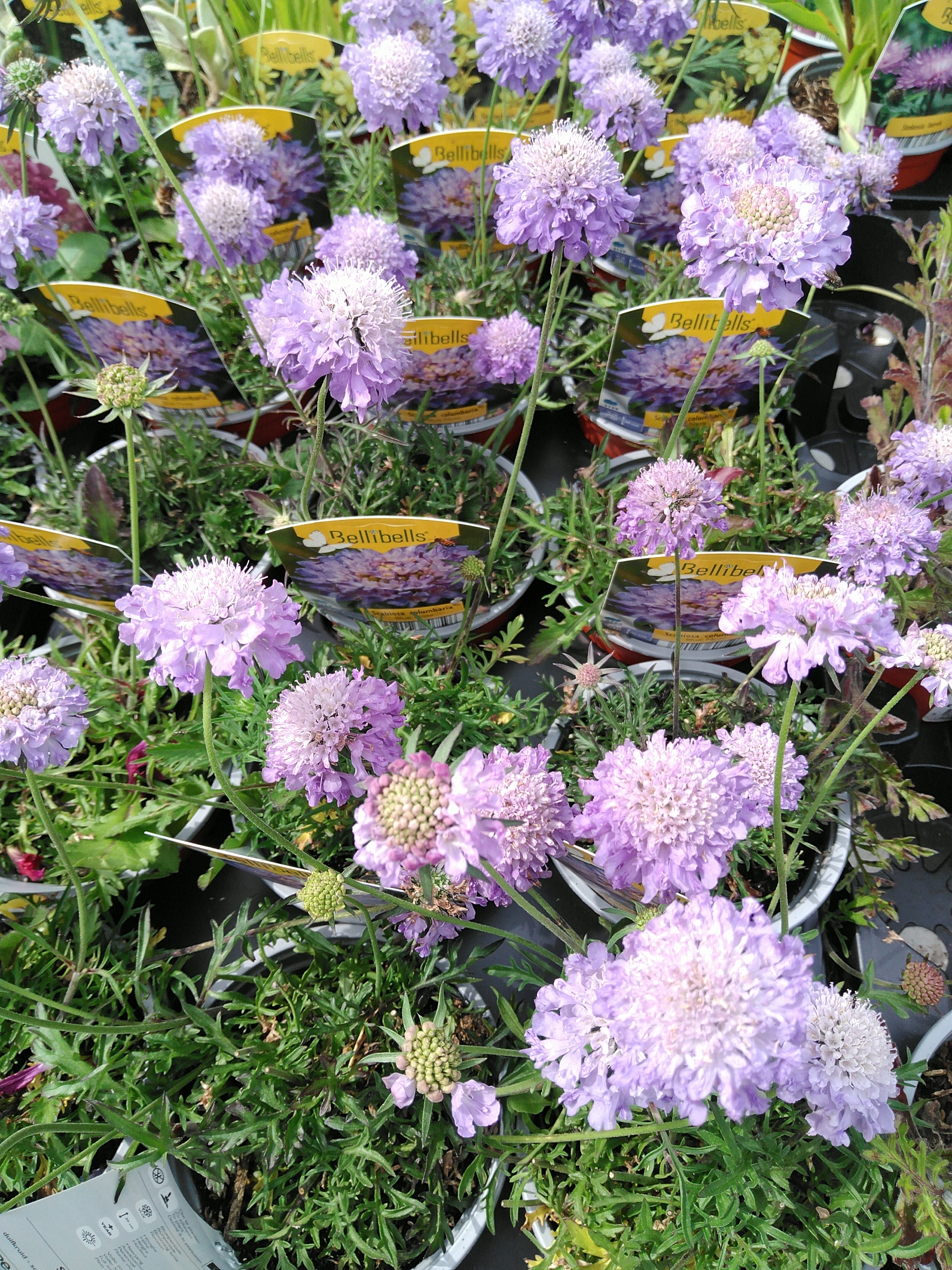 Scabiosa columbaria Blue Note