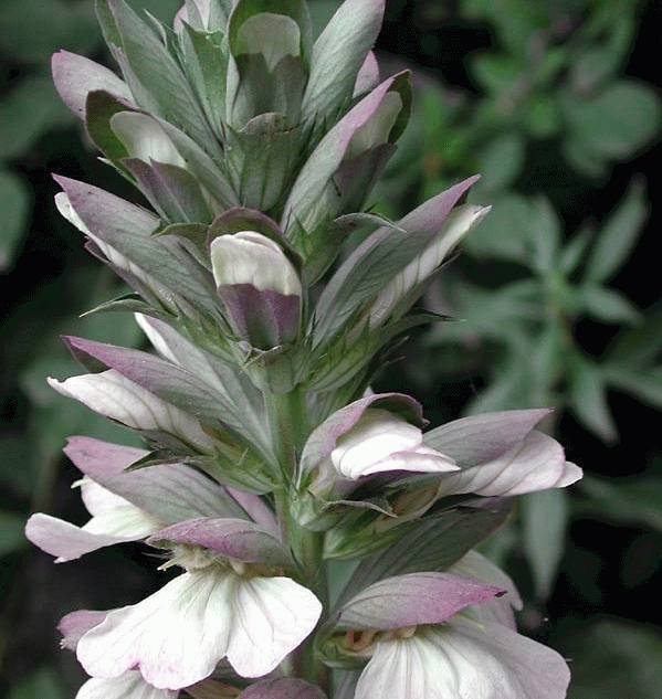 Acanthus mollis 
