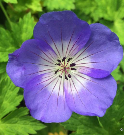 Geranium Azure Rush 