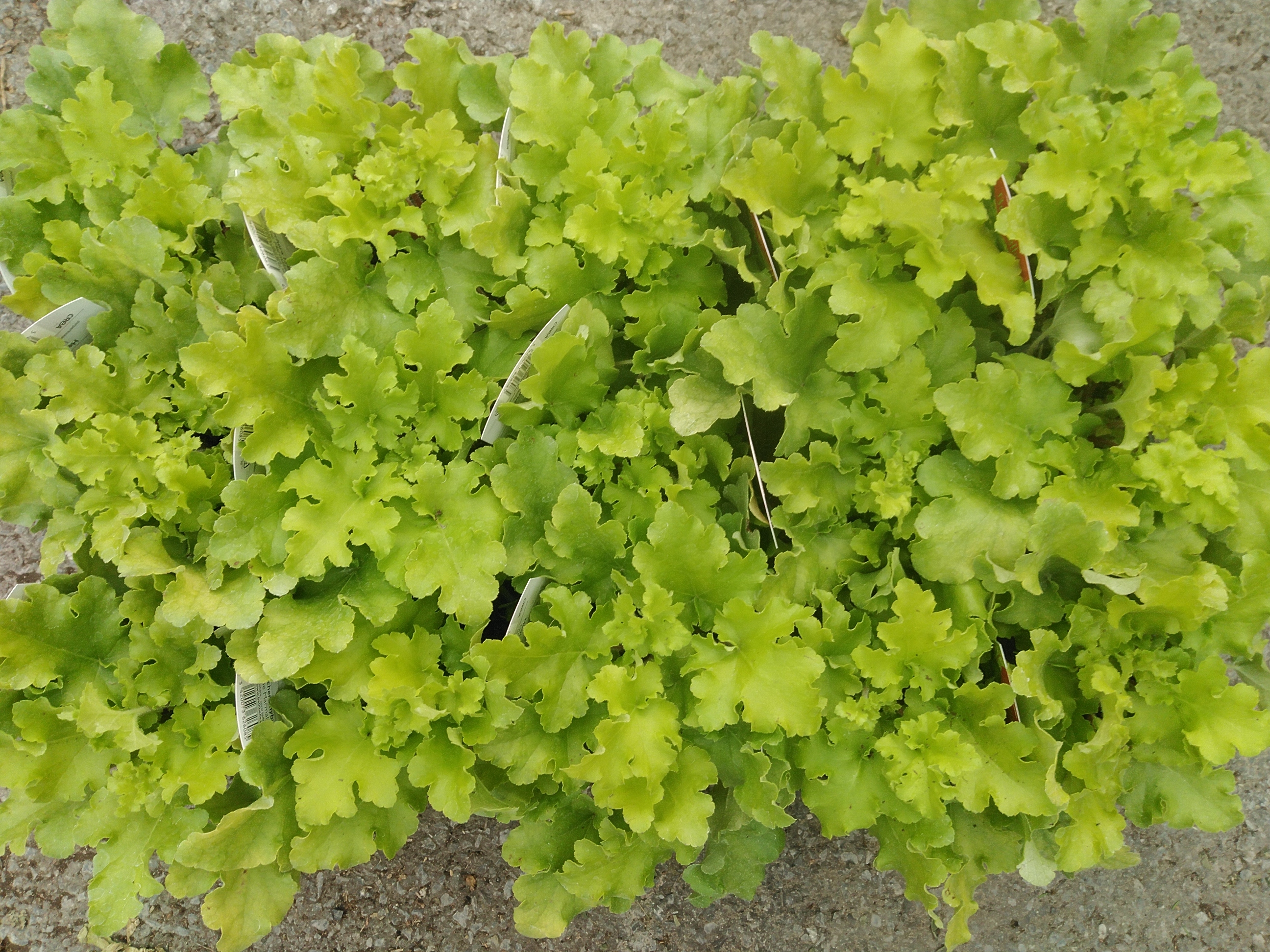 Heuchera hybride Lime Marmalade