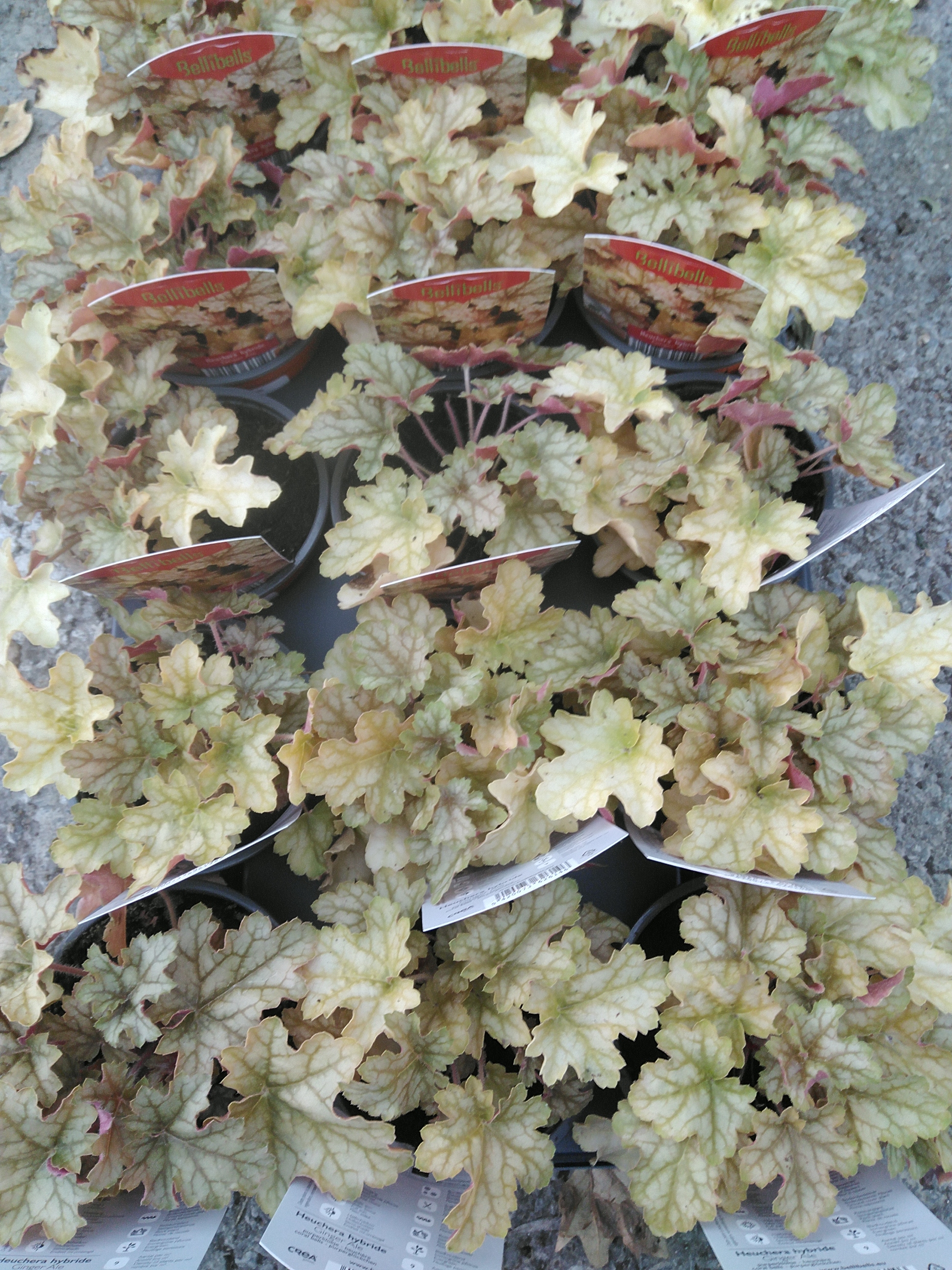 Heuchera hybride Ginger Ale