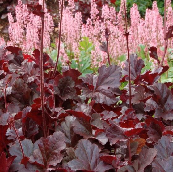 Heuchera hybride Obsidian