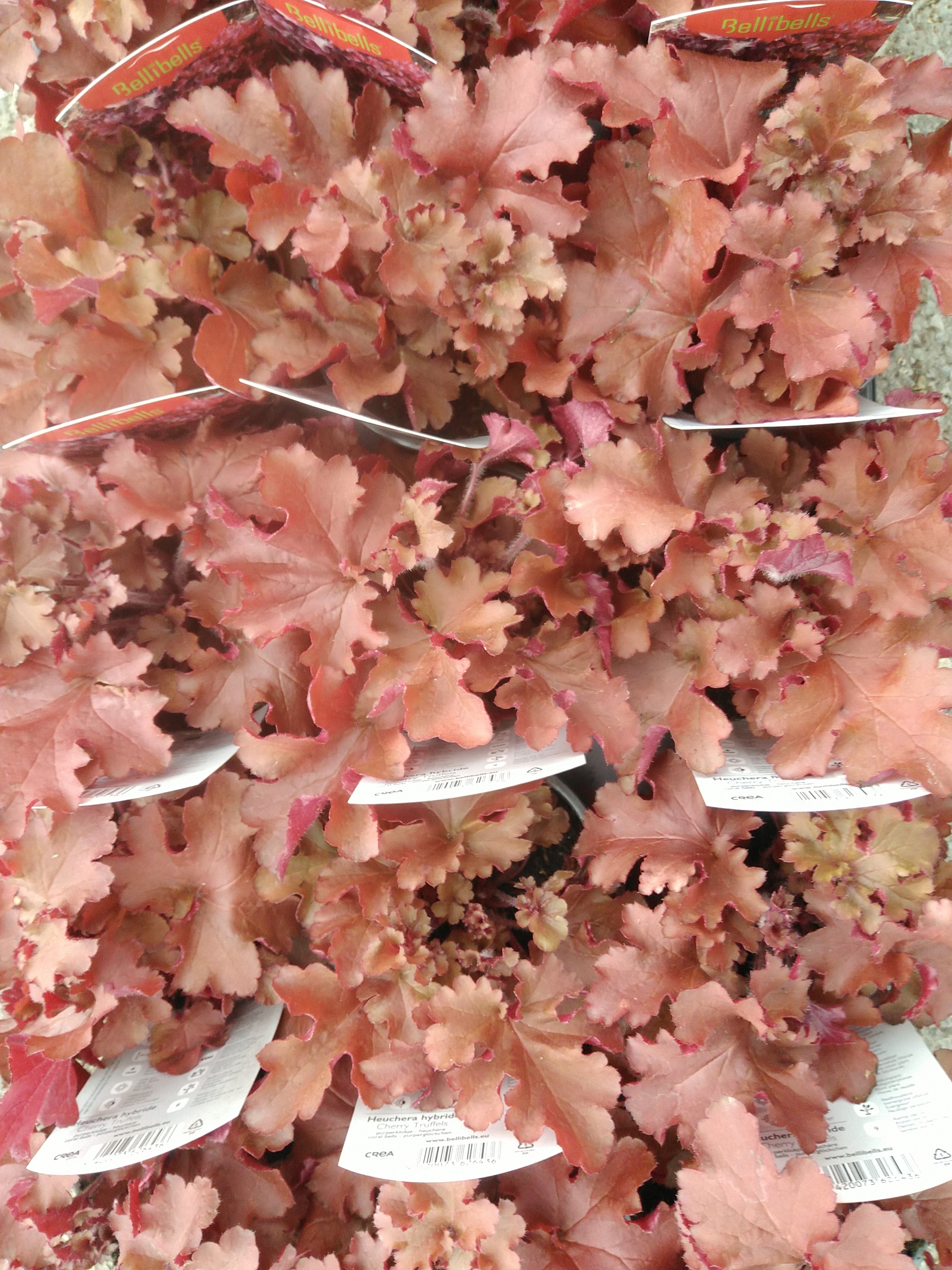 Heuchera hybride Cherry Truffels