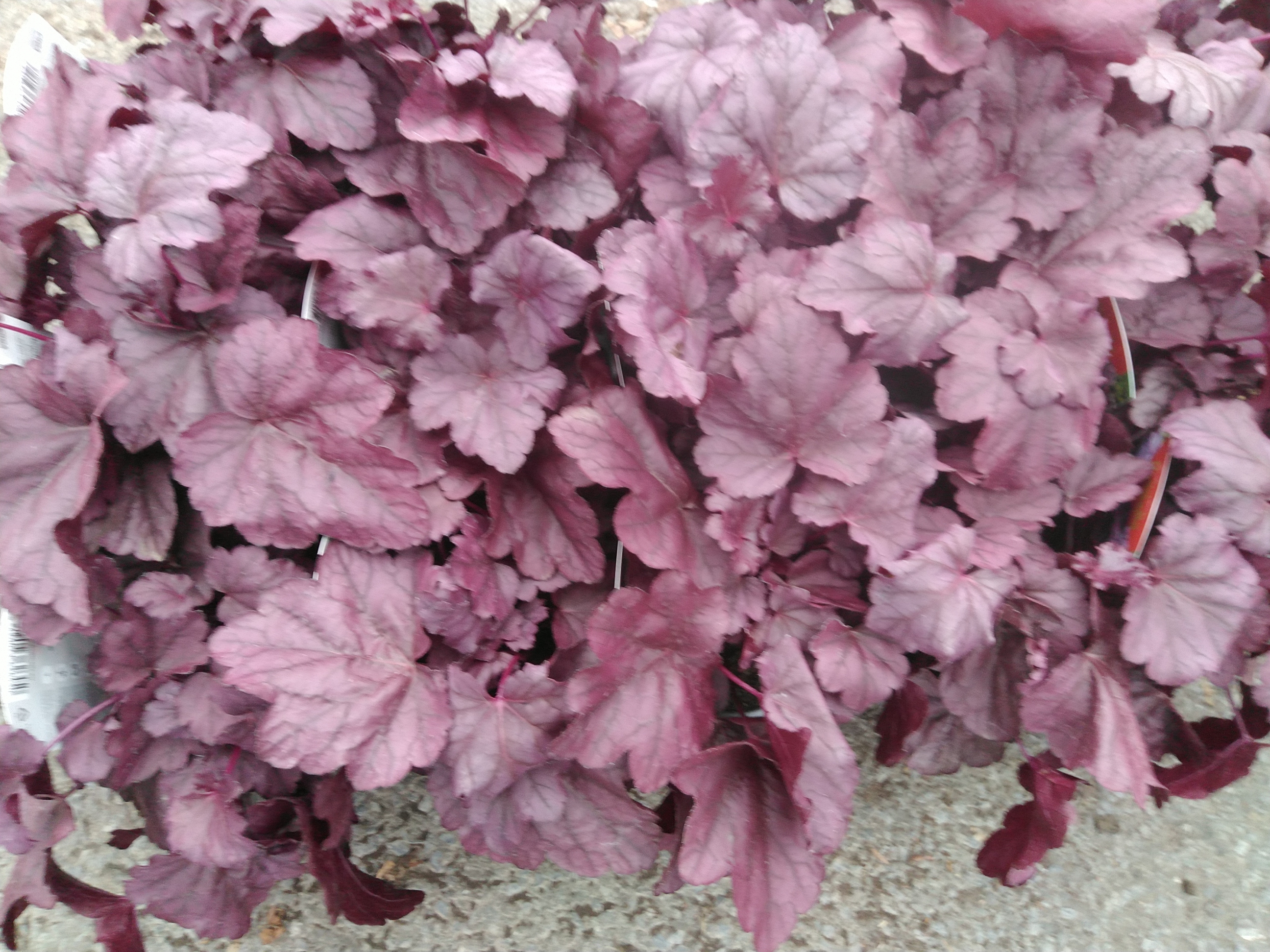 Heuchera hybride 'Pink Panther'