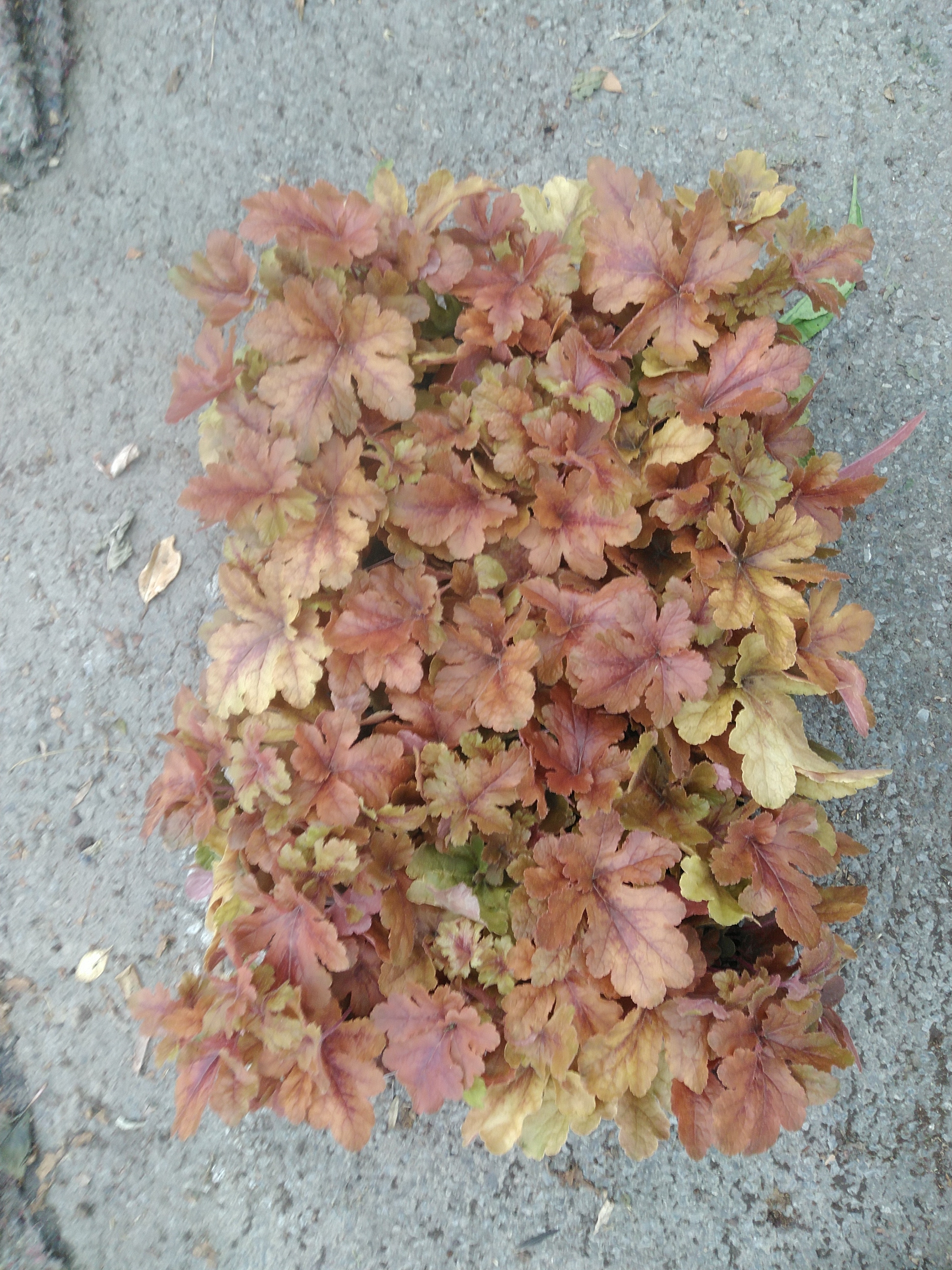 Heucherella hybride Hopscotch