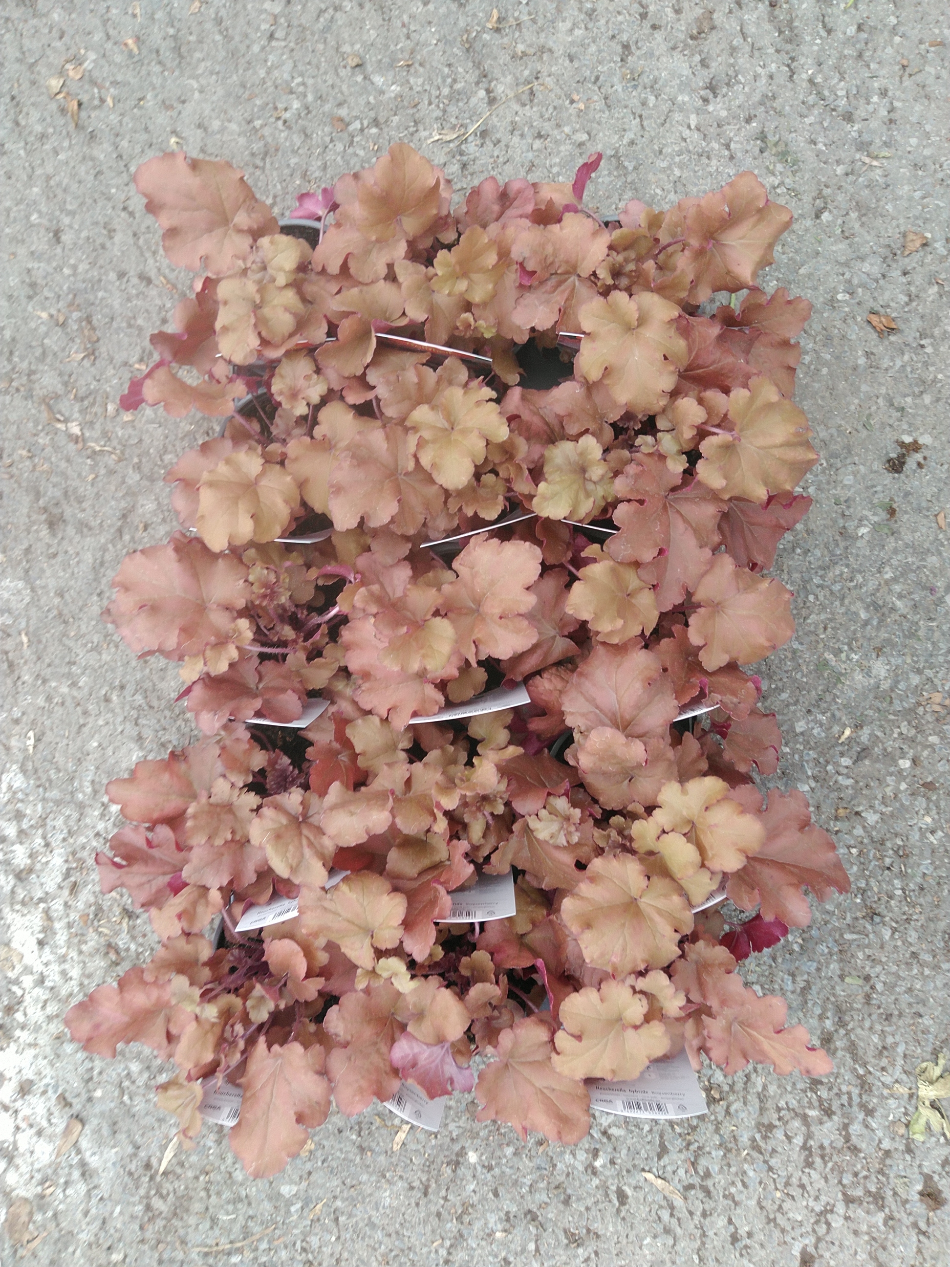 Heuchera hybride Boysenberry