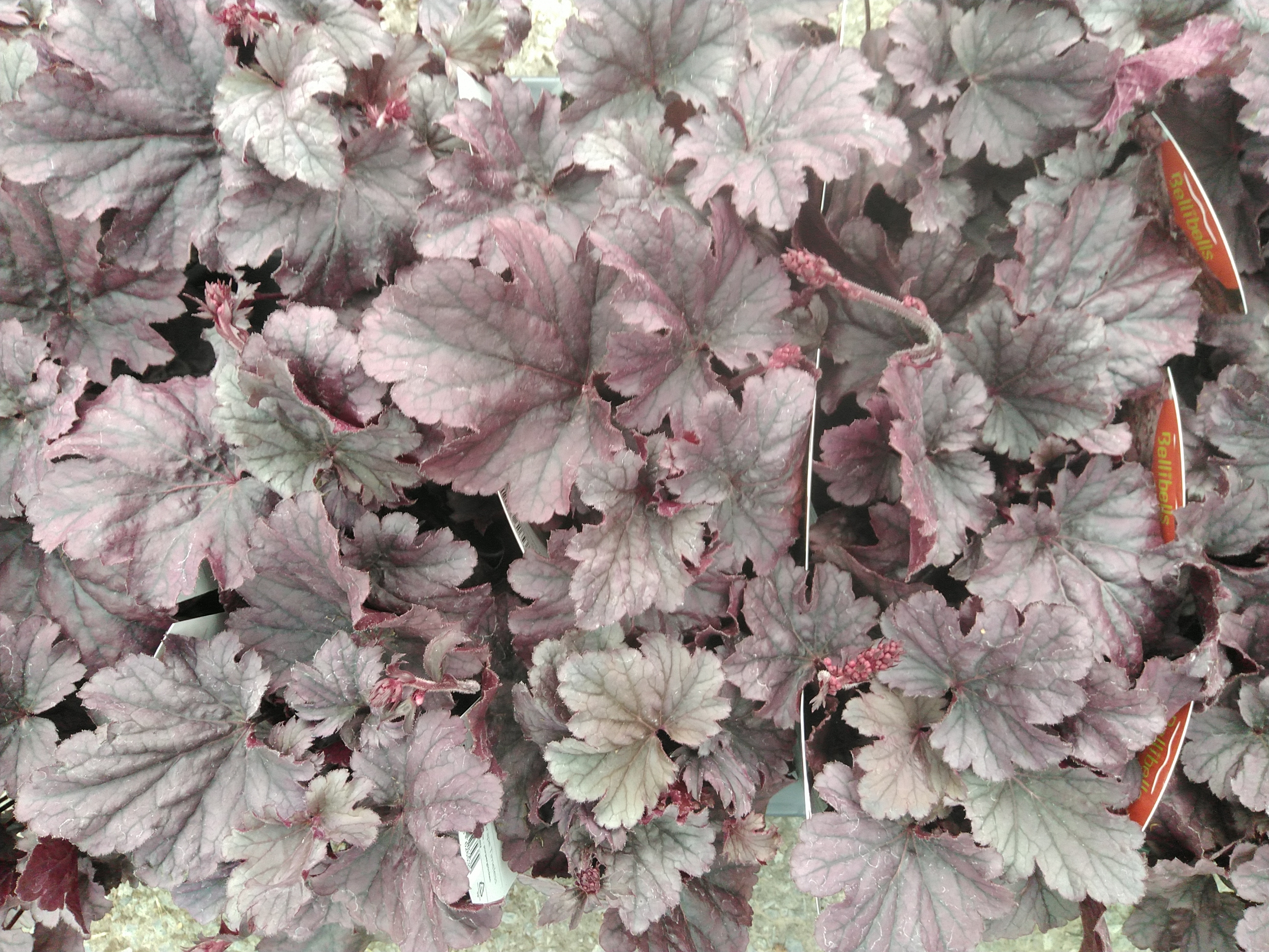 Heuchera hybride Grape Timeless