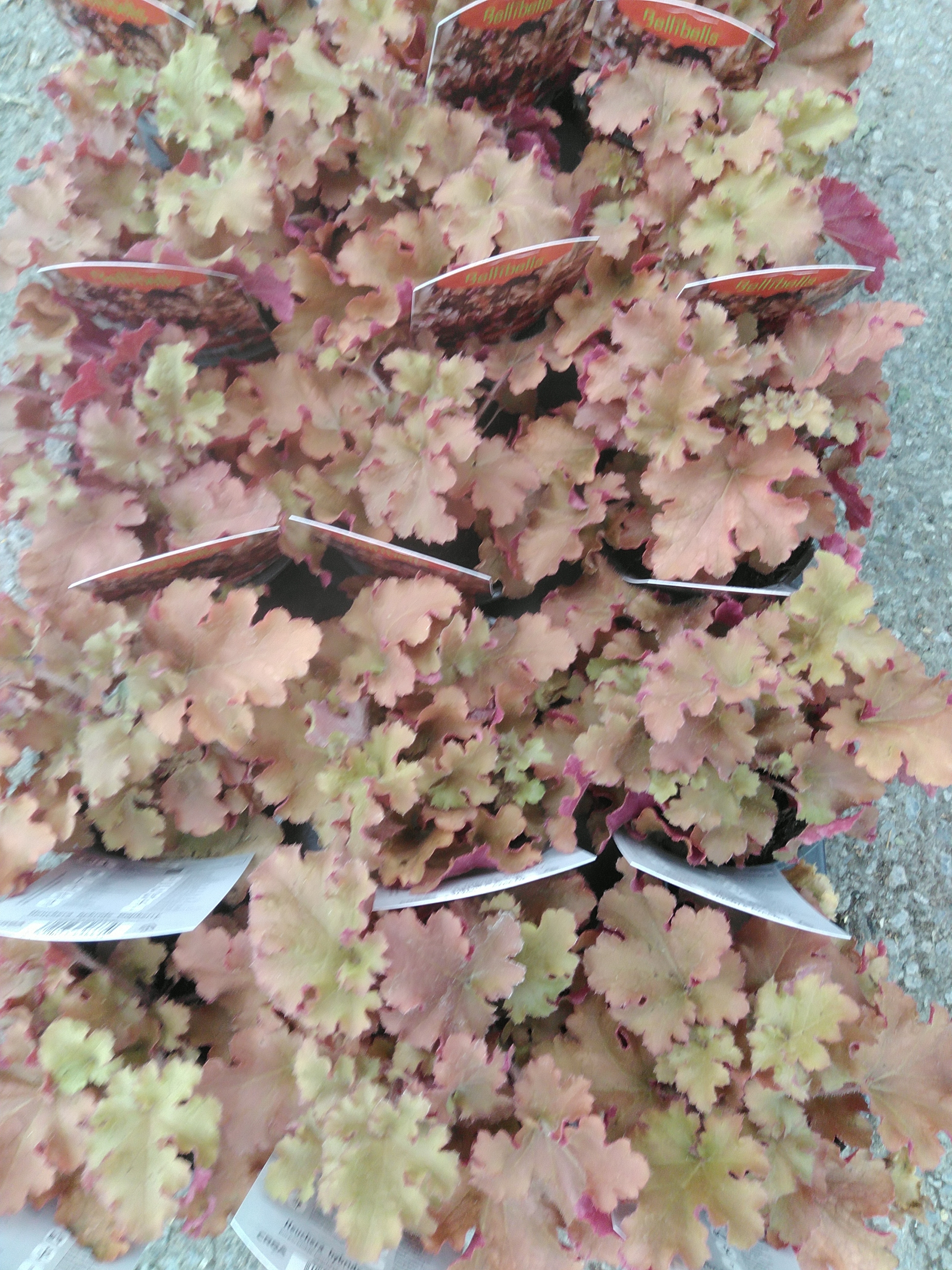 Heuchera hybride Gojiberry