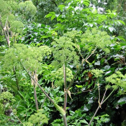 Angelica archangelica - Engelwortel - Angélique