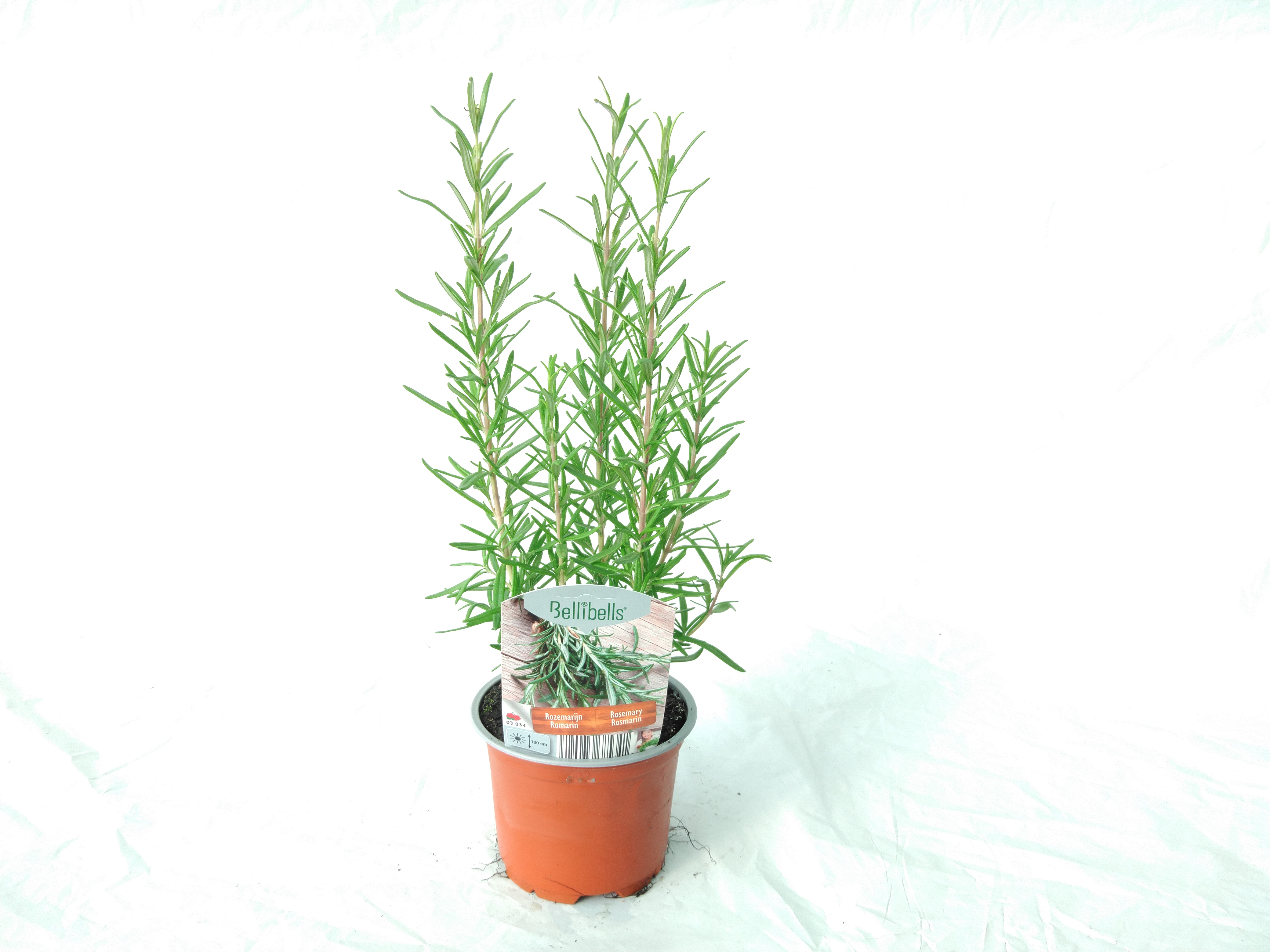 Rosmarinus officinalis