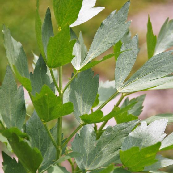 Levisticum officinalis Levisticum officinalis