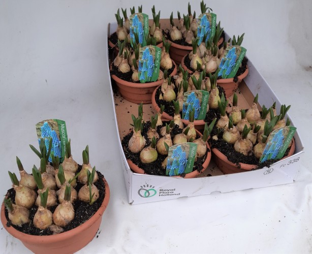 Muscari arm. 'Magic Blue' - PROMO