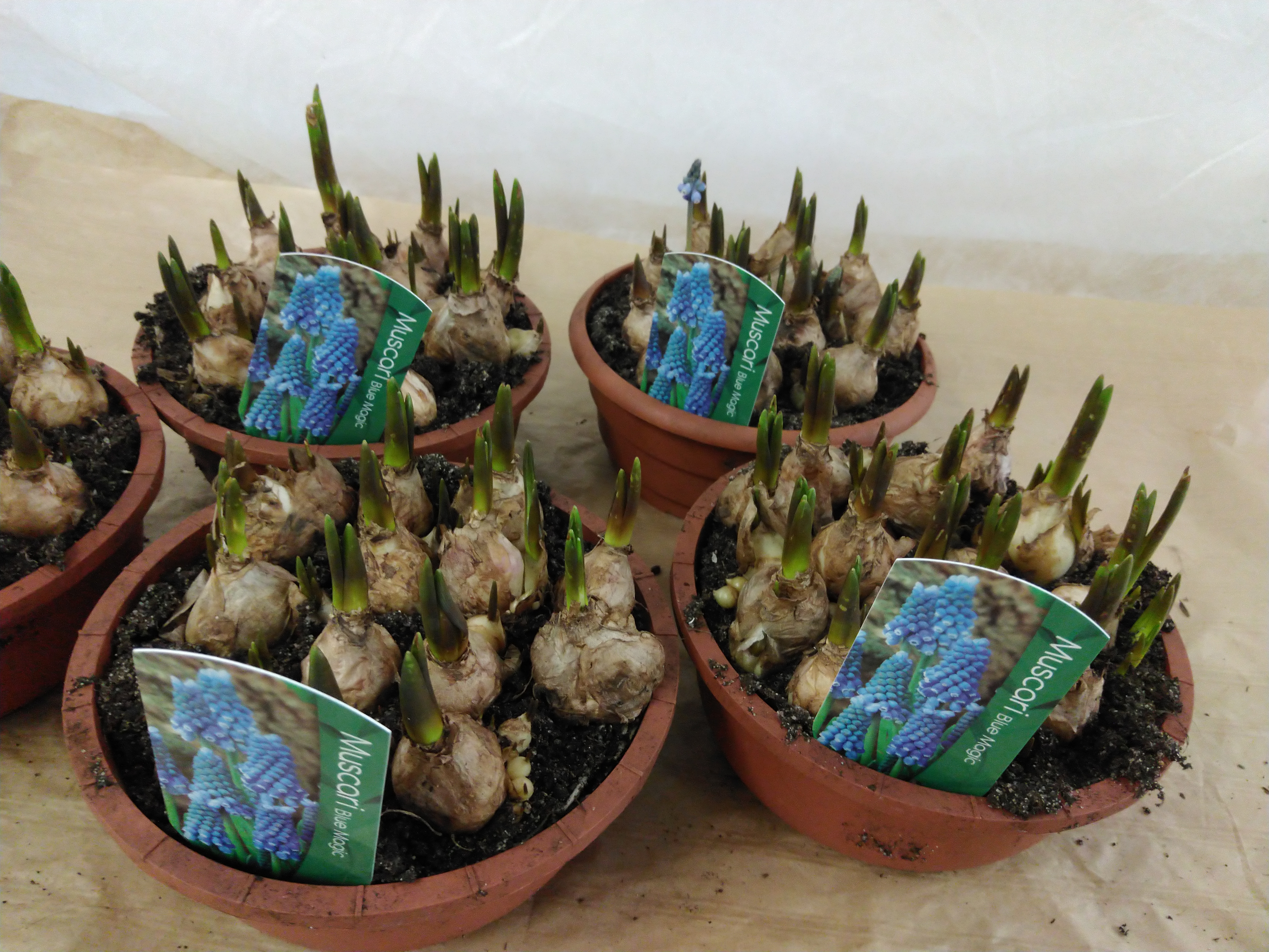 Muscari arm. 'Magic Blue' - PROMO