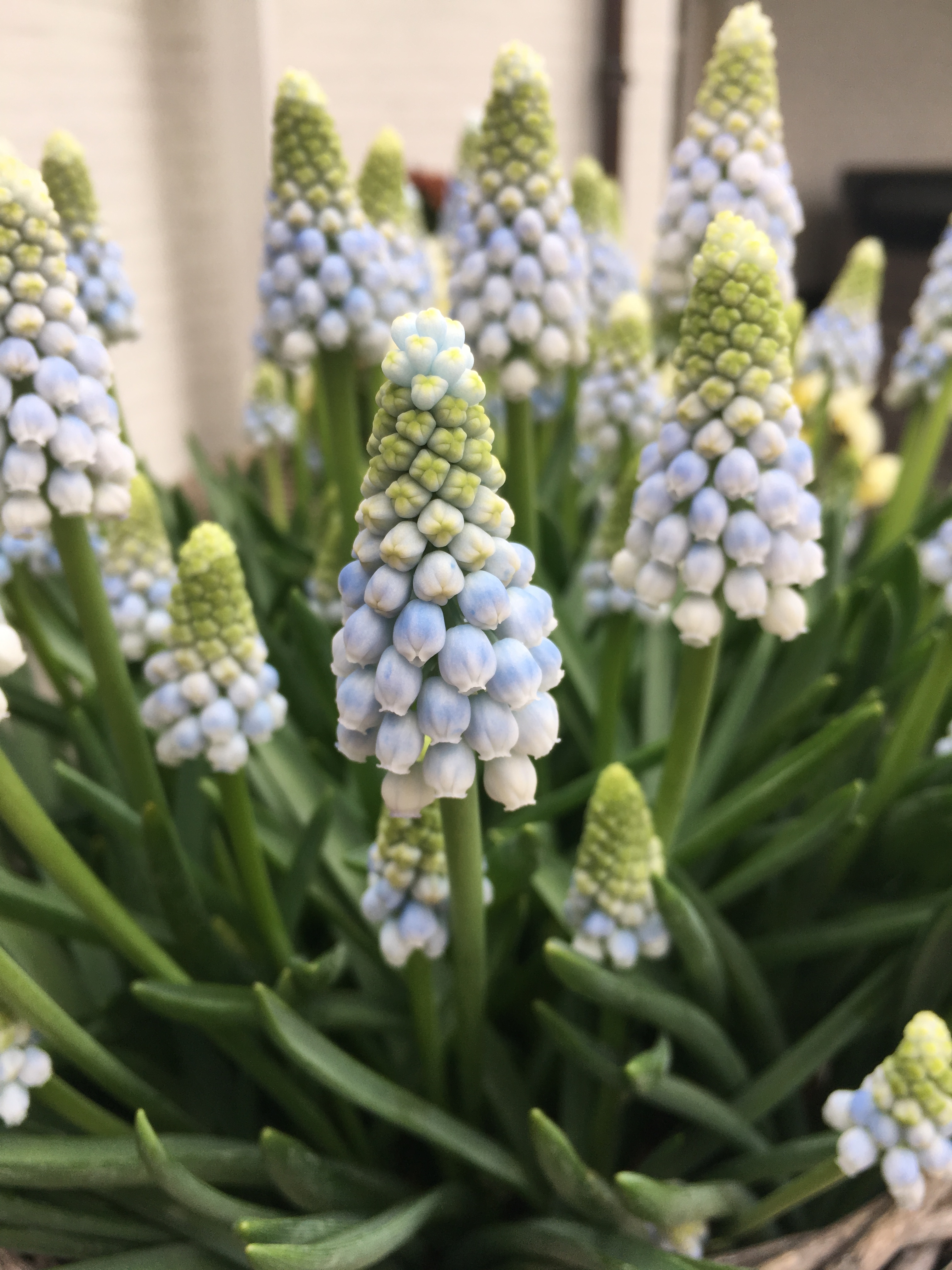 Muscari 'Manon' + etiket