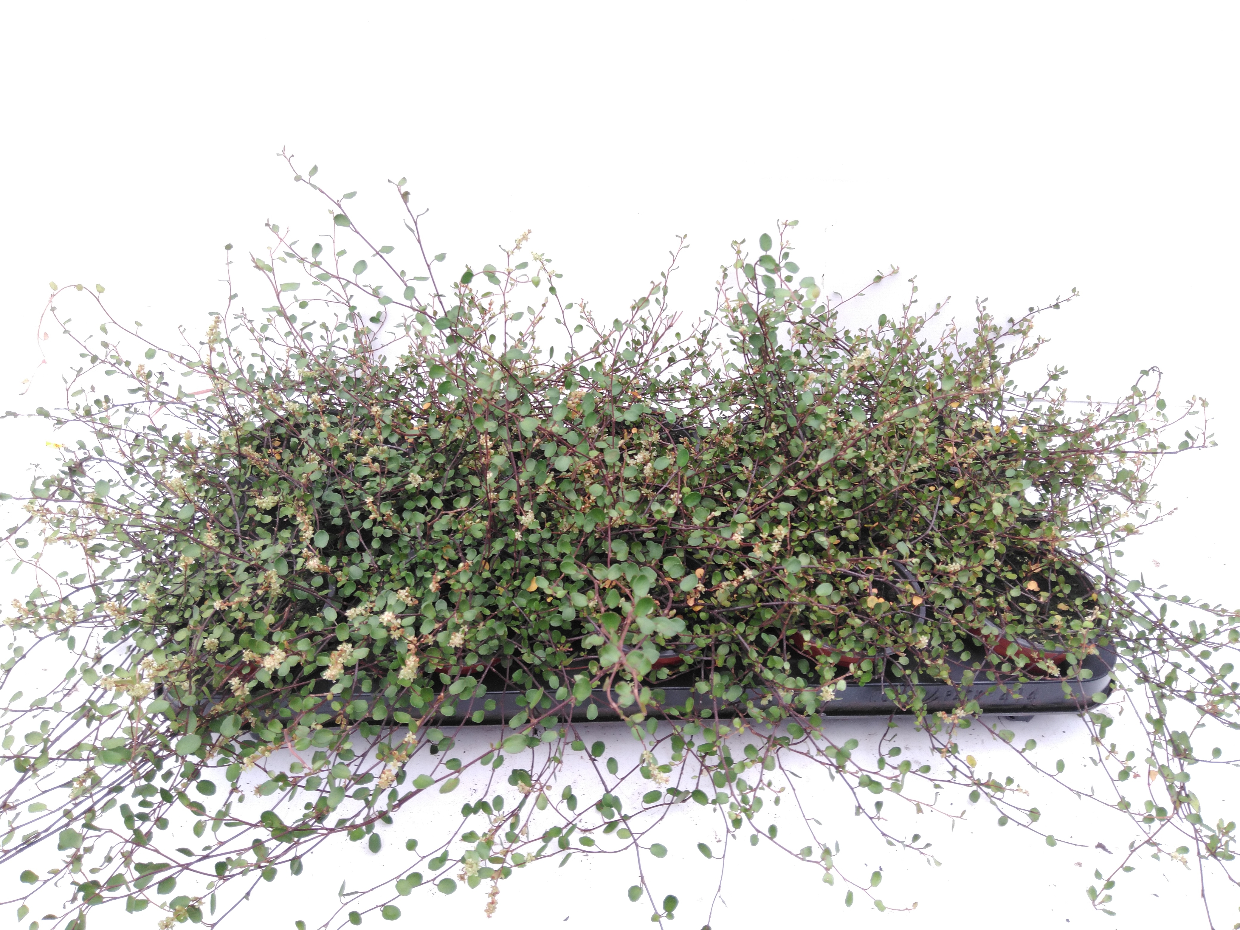 Muehlenbeckia axillaris Muehlenbeckia axillaris