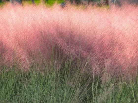 Muhlenbergia capillaris Muhlenbergia capillaris