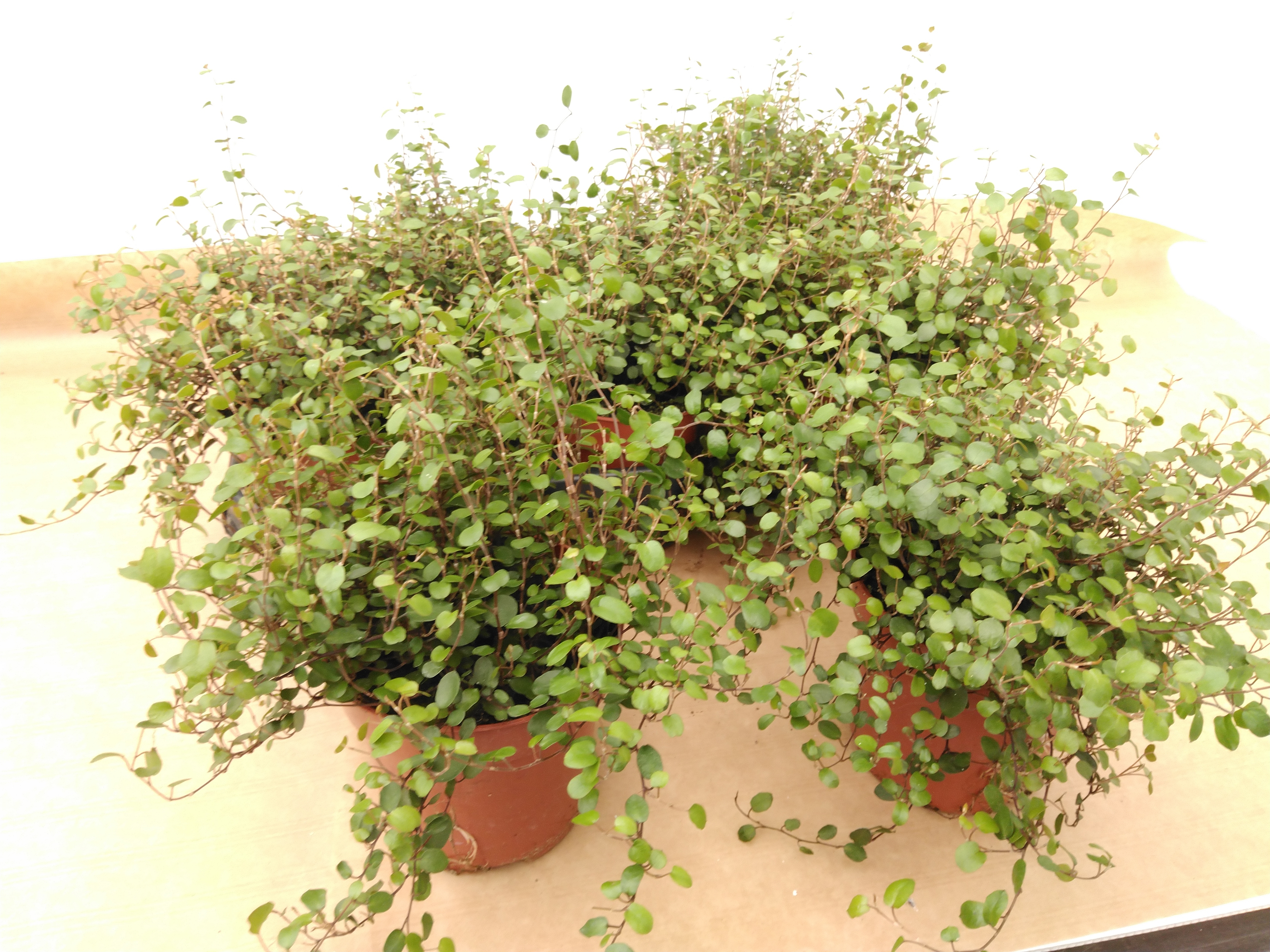 Muehlenbeckia com. 'Maori'