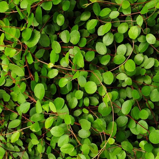 Muehlenbeckia axillaris Muehlenbeckia axillaris