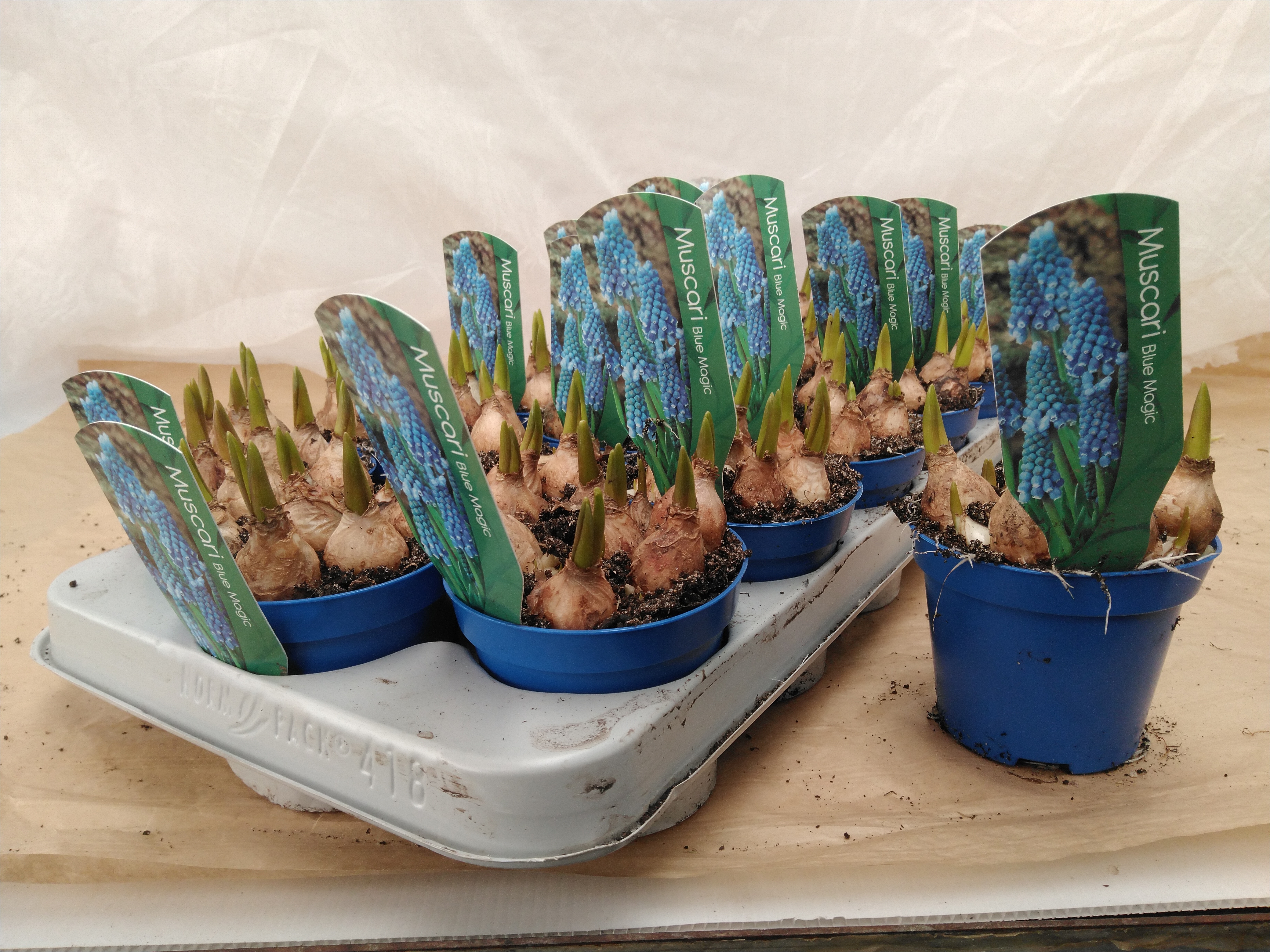 Muscari 'Magic Blue' P 9 cm