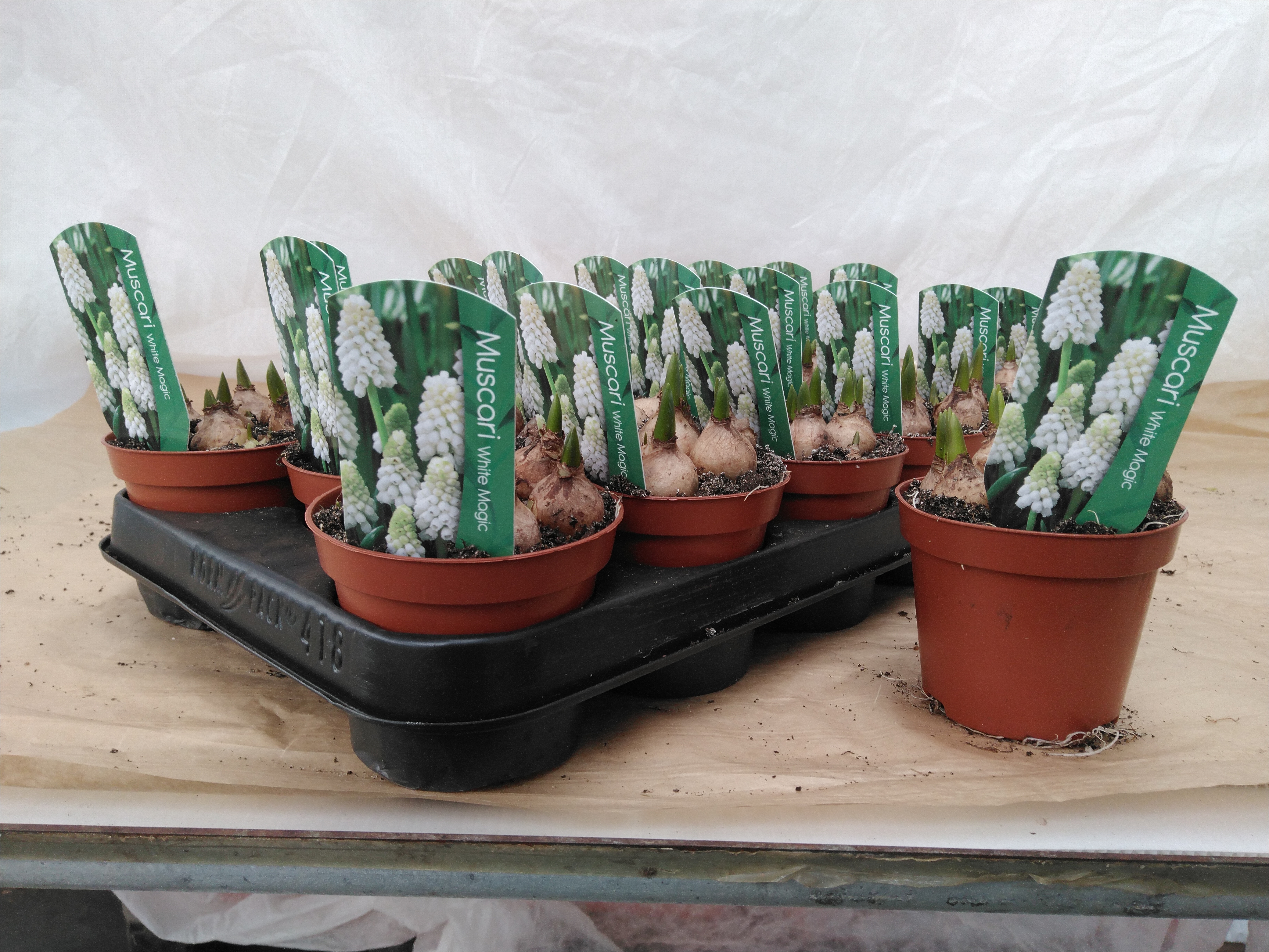 Muscari 'Magic White'  P 9 cm