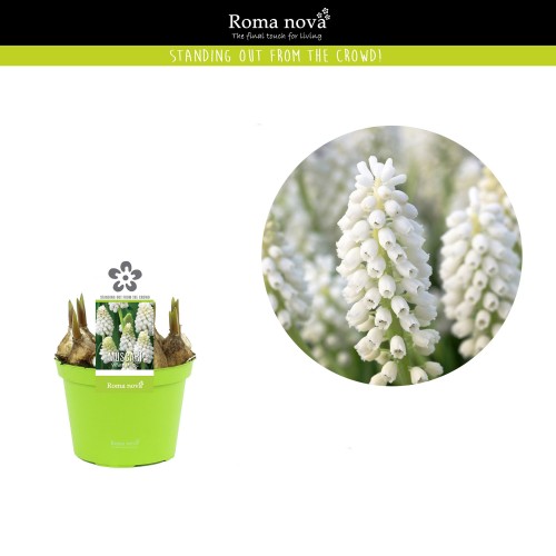 Muscari 'Magic White'  P 9 cm