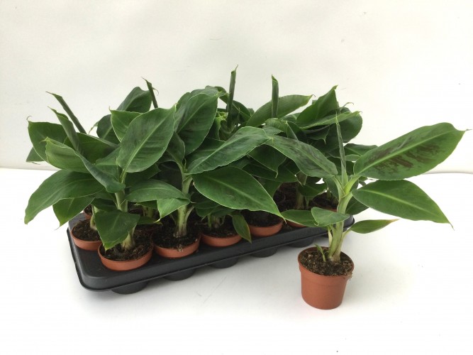 Musa 'Tropicana' 