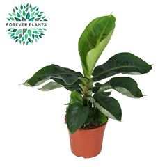 Musa 'Tropicana' 