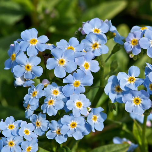 Myosotis in kleuren Myosotis in kleuren