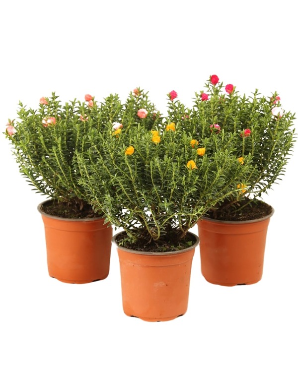 Myrtus communis met bloemen