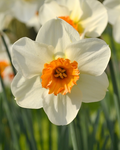 Narcis Brennet Browning