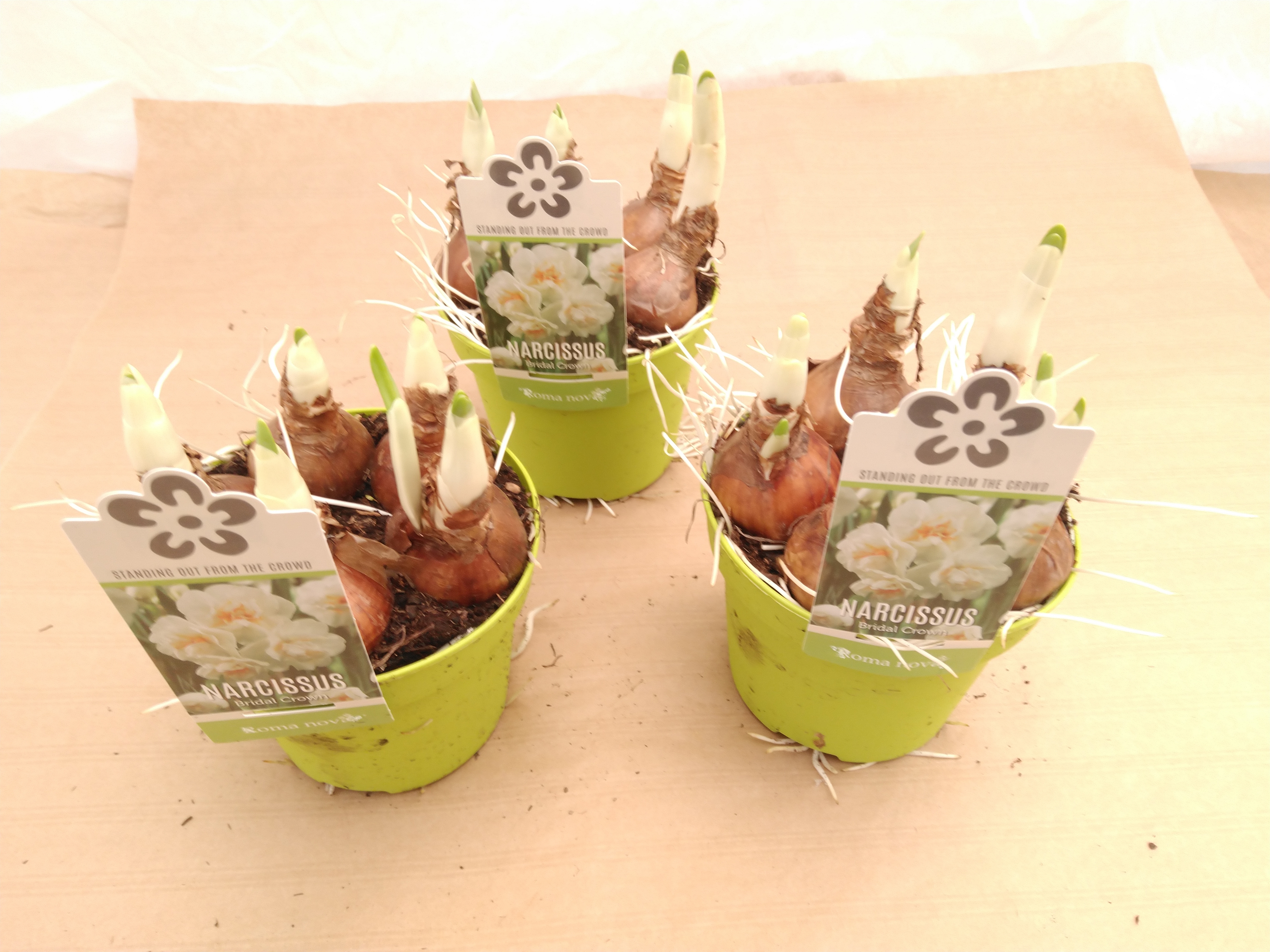 Narcissus DU 'Bridal Crown' gevuldbloemig wit