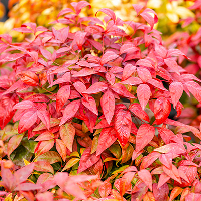 Nandina dom. 'Blush Pink'