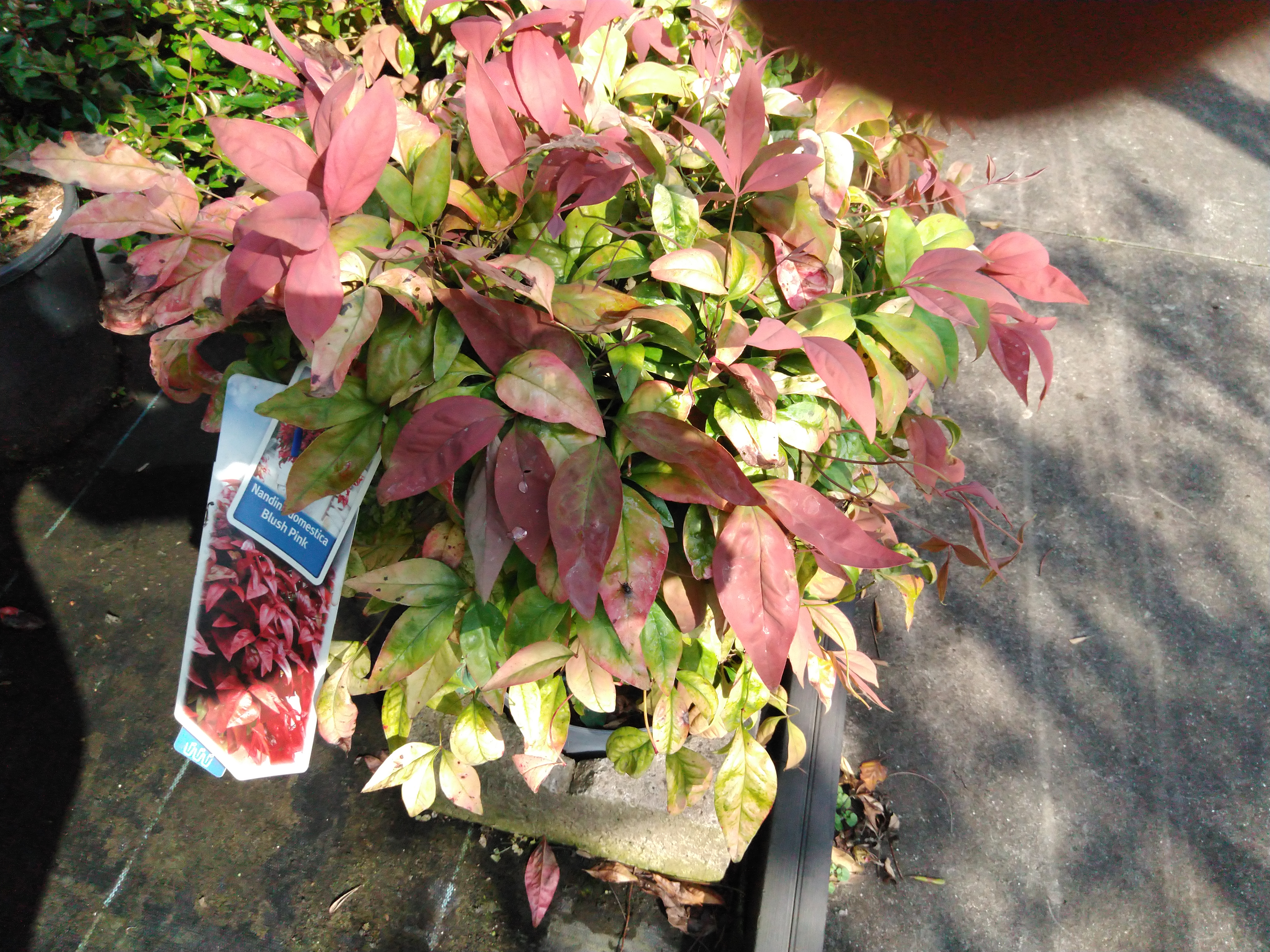 Nandina dom. 'Blush Pink'