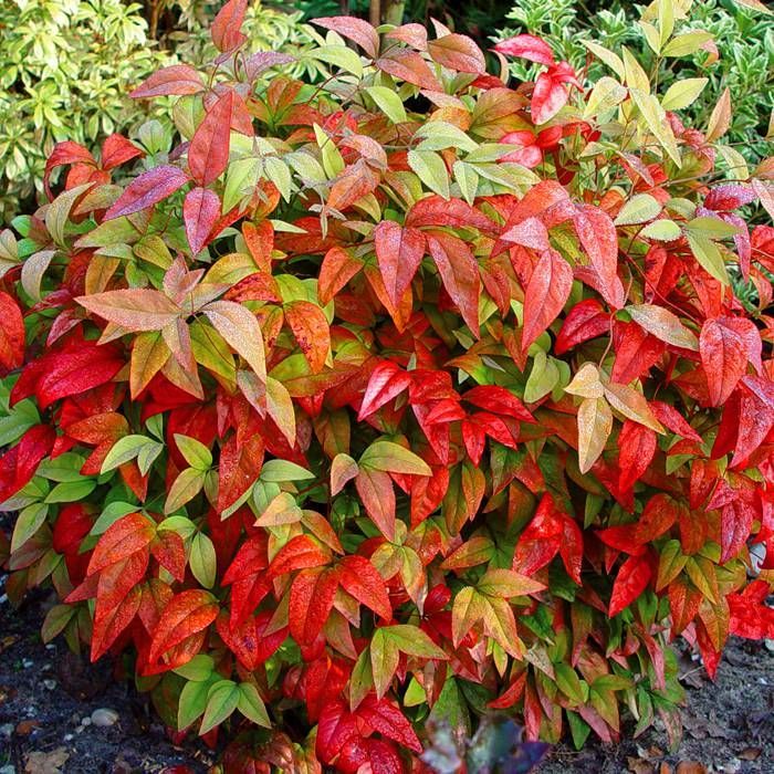 Nandina dom. 'Fire Power'