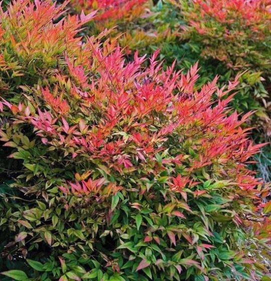 Nandina dom. 'Gulfstream'