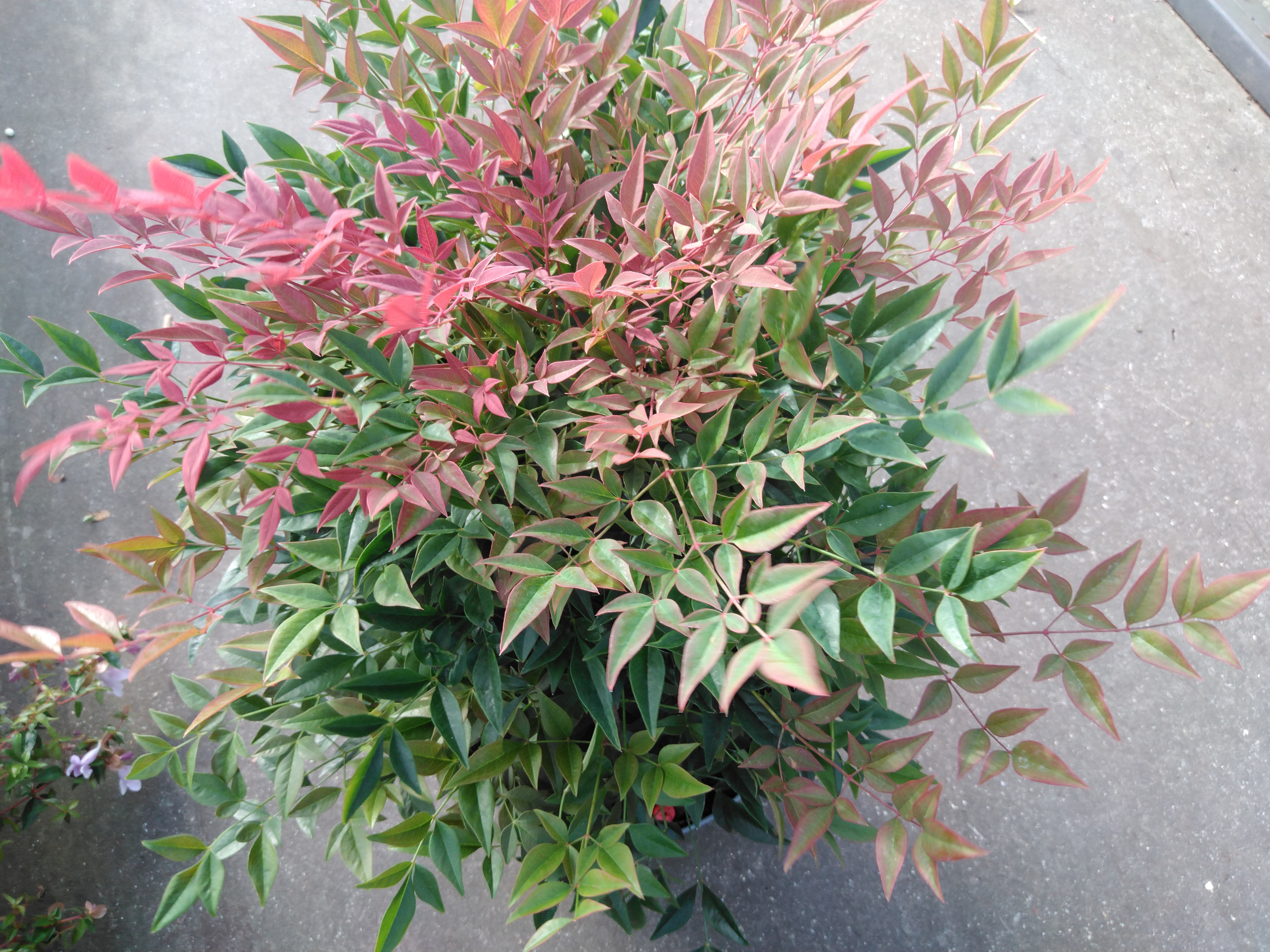 Nandina dom. 'Obsessed'