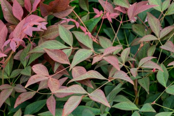 Nandina dom. 'Obsessed'