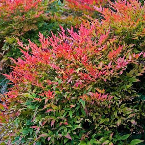 Nandina domestica Nandina domestica