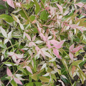Nandina dom. 'Twilight' Nandina dom. 'Twilight'