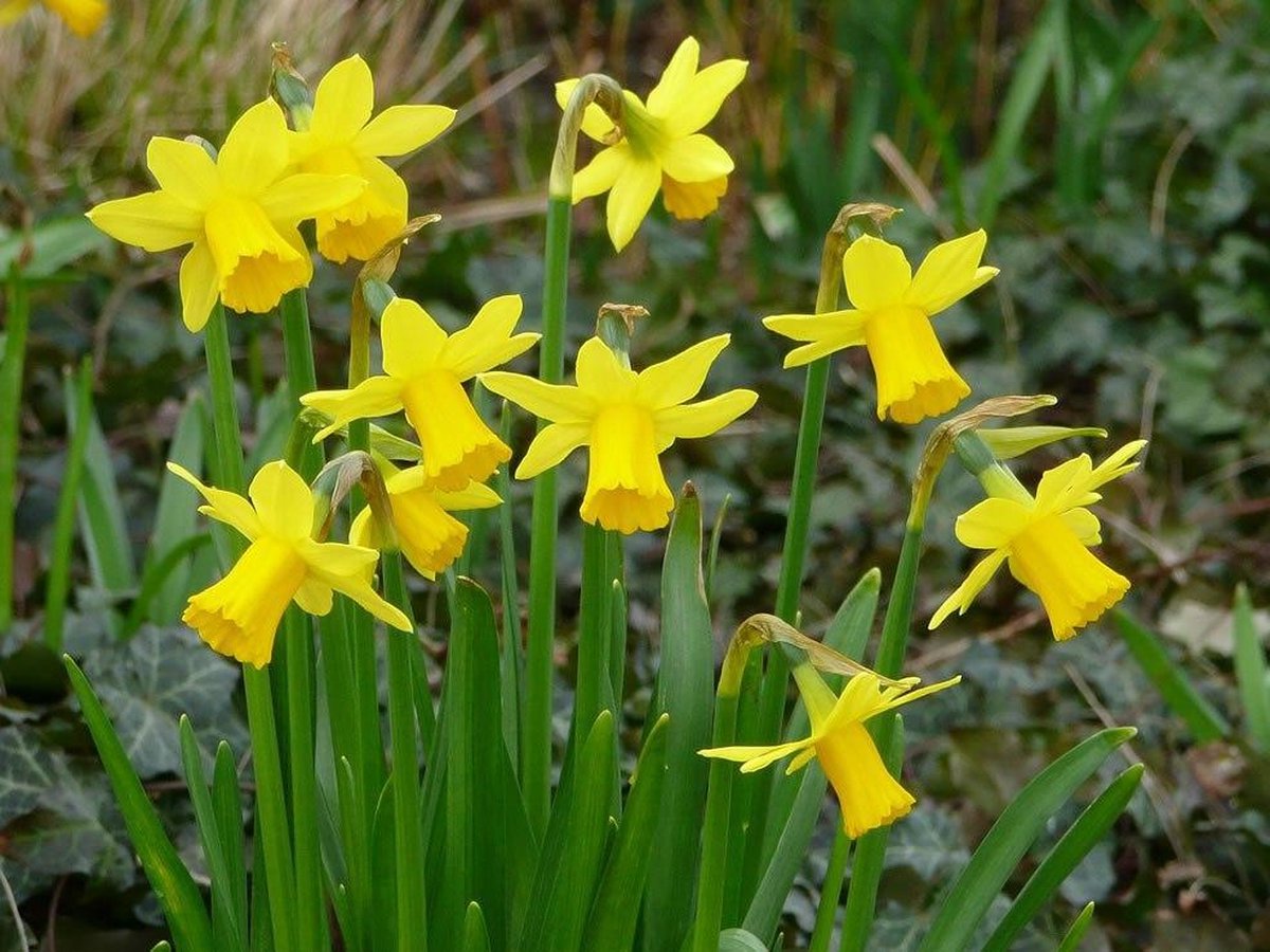Narcissus 'Tete a tete'  P 9 cm