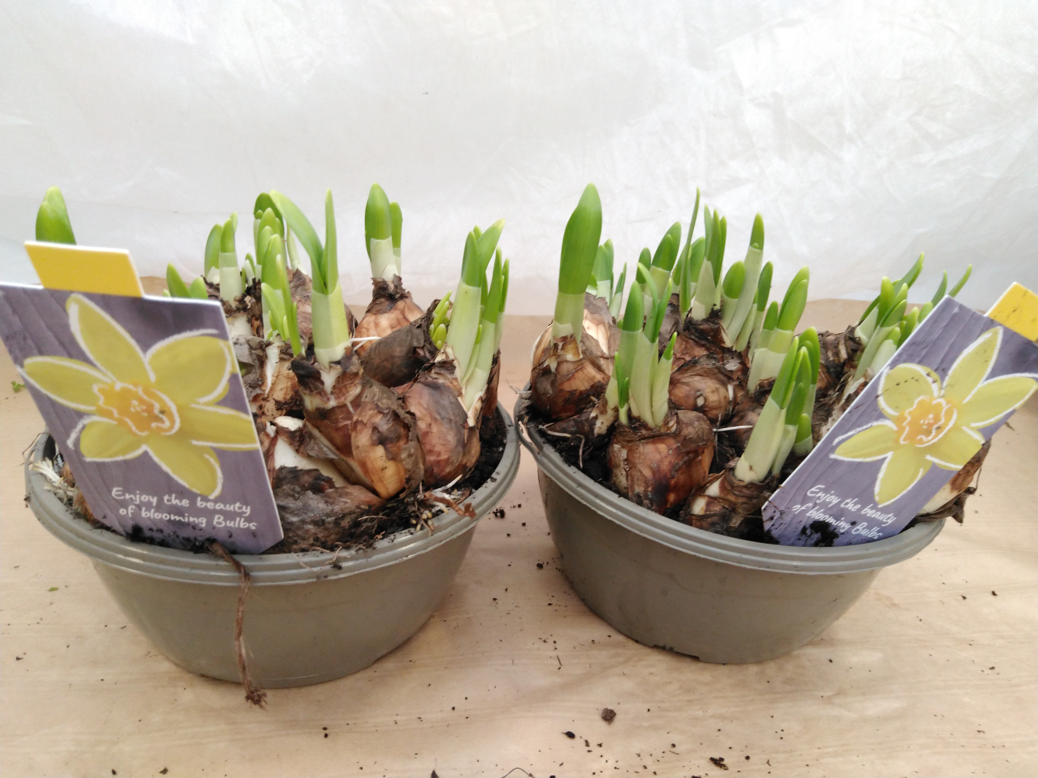 Narcissus 'Tete a tete' in gele schaal