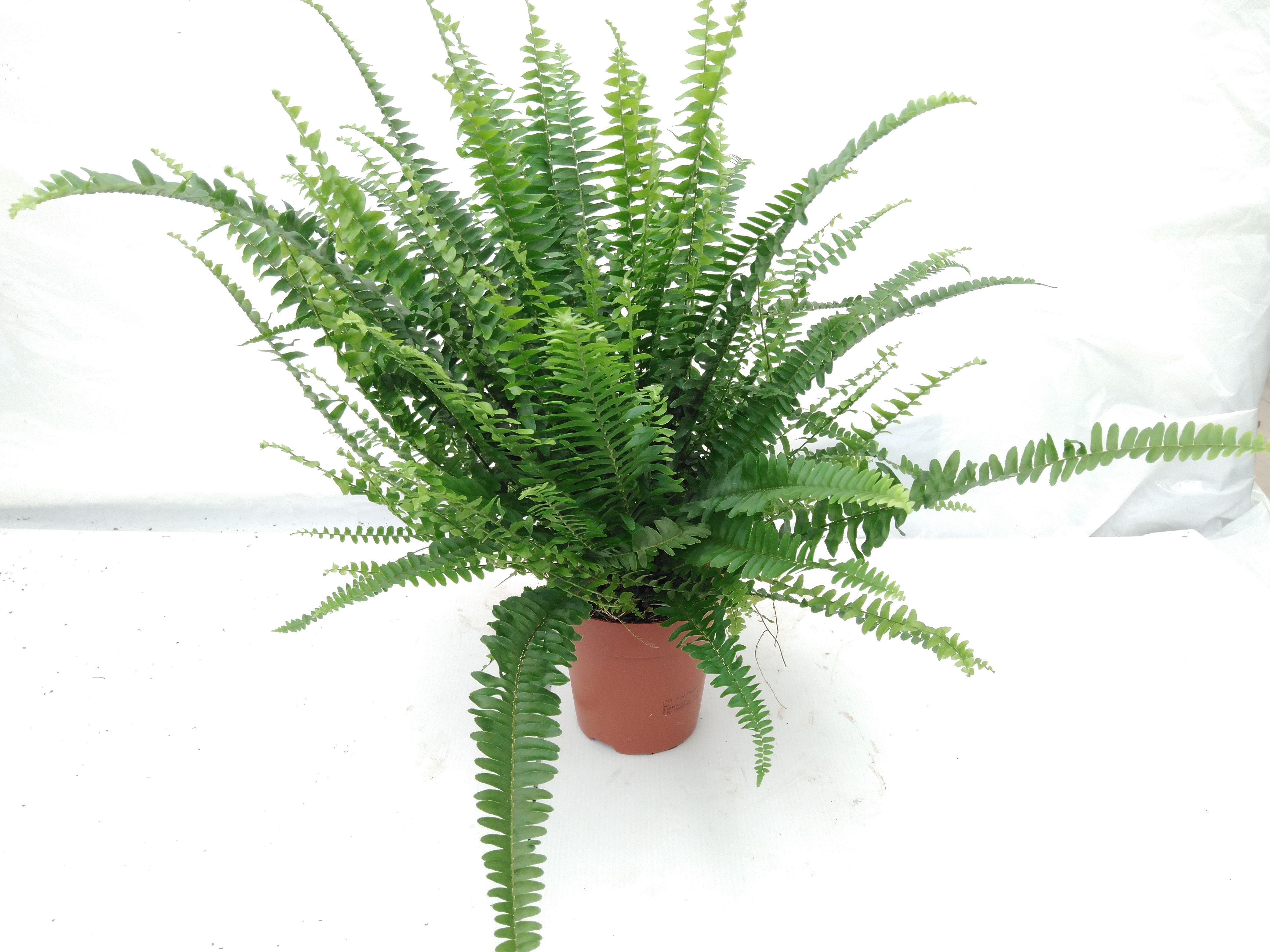 Nephrolepis exal. 'Green Lady' - Air So Pure Nephrolepis exal. 'Green Lady' - Air So Pure