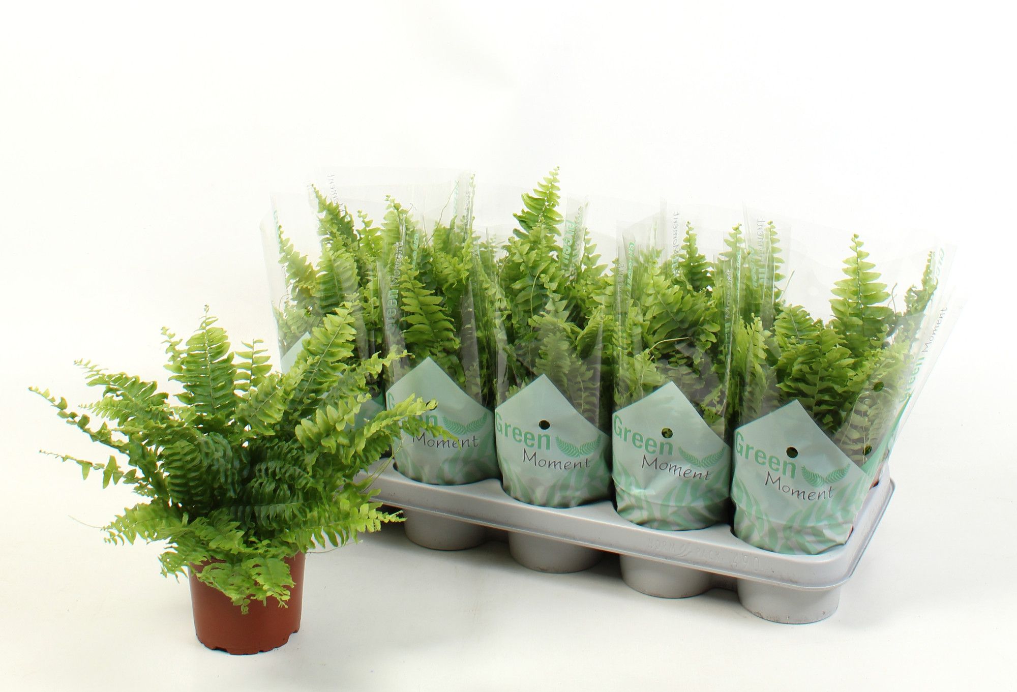 Nephrolepis exal. 'Green Moment'